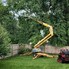 Reliable Hollymead, VA Tree Removal Solutions