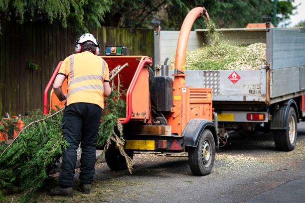 Best Tree and Shrub Care  in Hollymead, VA